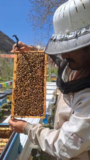 زنبورستان مهدی اخوان مقدم 
