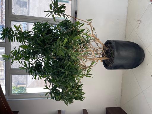 گلخانه ارکیده