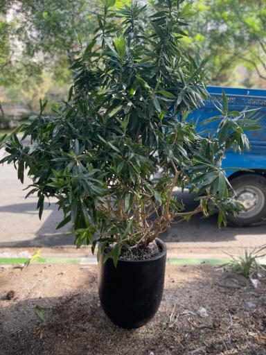 گلخانه ارکیده