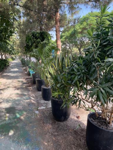 عکس گلخانه ارکیده