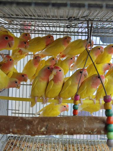 عکس طوطی کده فرشاد