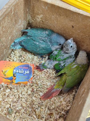 عکس طوطی کده فرشاد