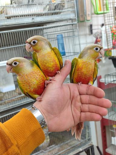 عکس طوطی کده فرشاد