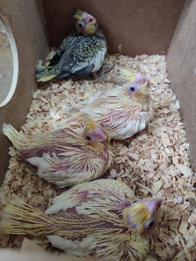 عکس طوطی کده فرشاد