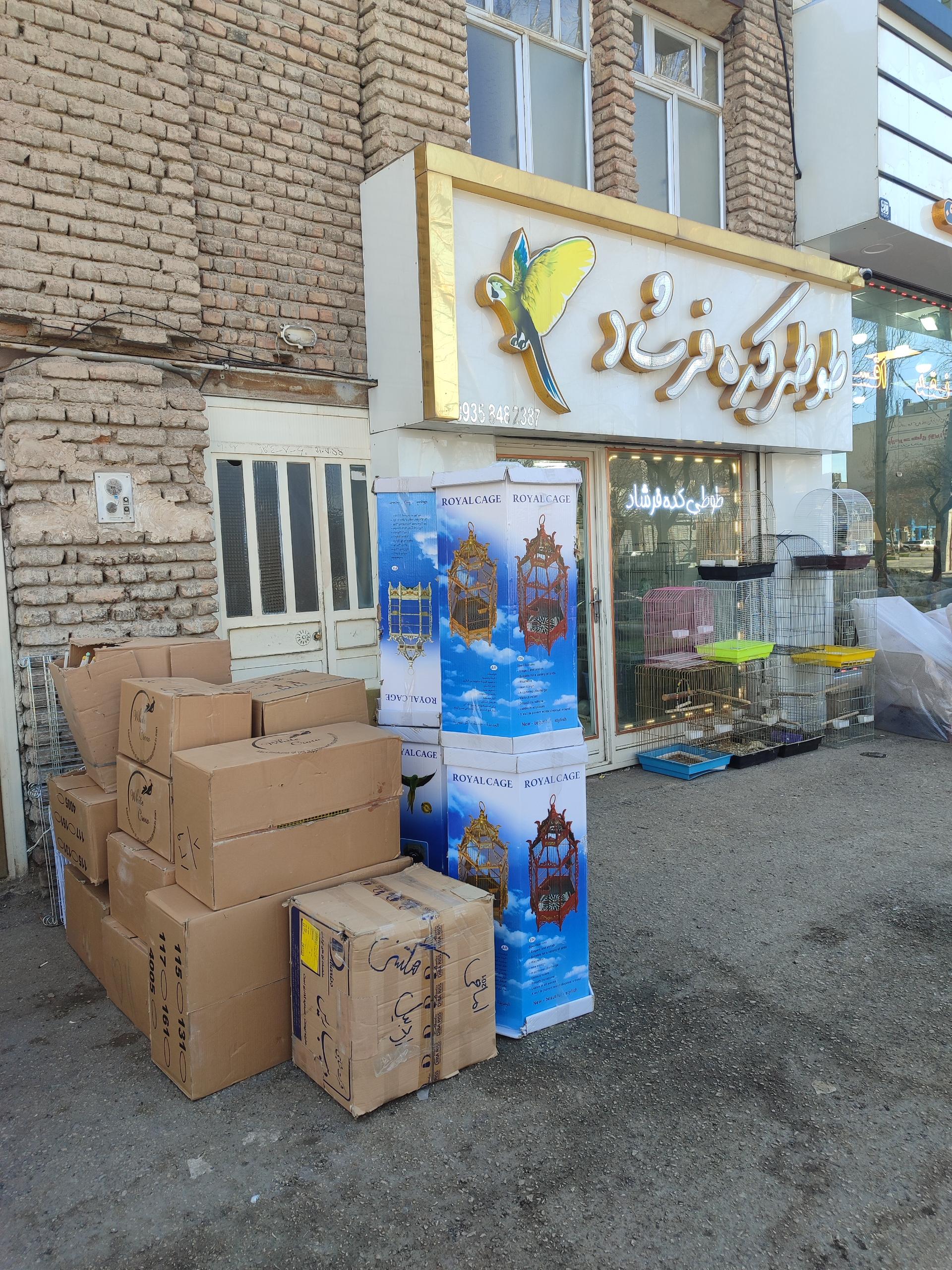 عکس طوطی کده فرشاد