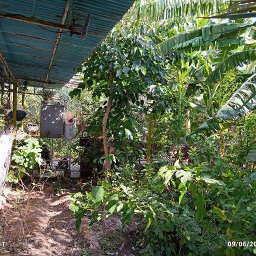 عکس نهالستان غبیشاوی