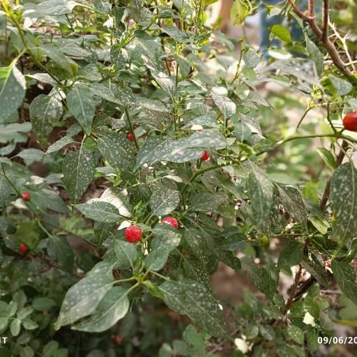 عکس نهالستان غبیشاوی