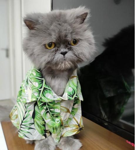 عکس پت شاپ لاویا