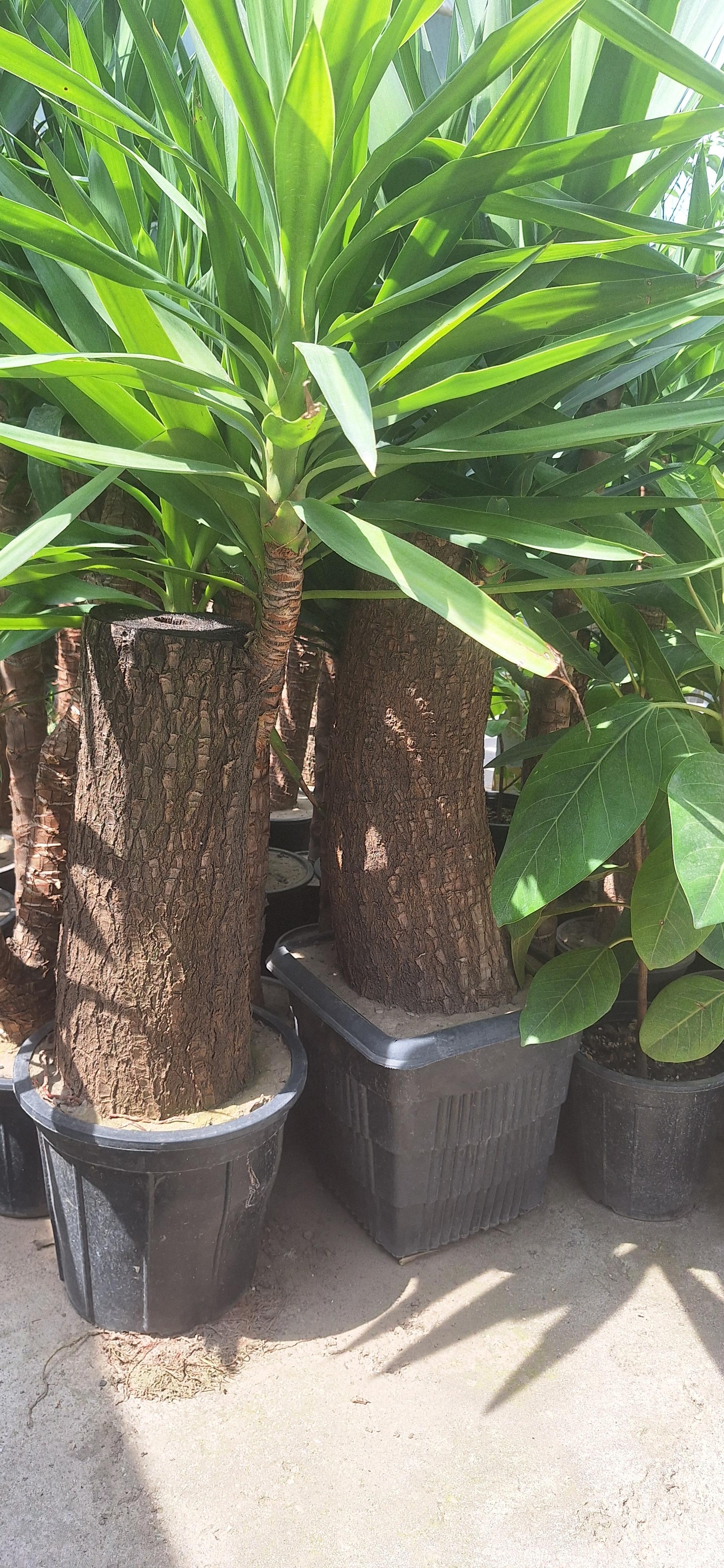 عکس گلخانه باغ بهشت 