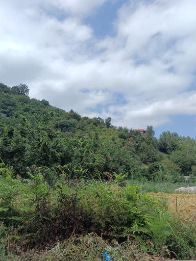عکس خرجگیل