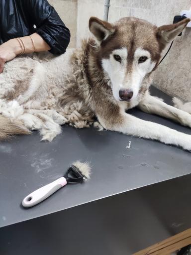 عکس کلینیک دامپزشکی هاپ میو