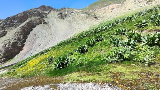 عکس دشت ناز