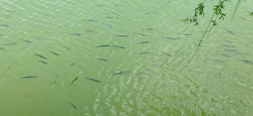 عکس دریاچه مصنوعی کوثر