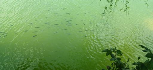 عکس دریاچه مصنوعی کوثر