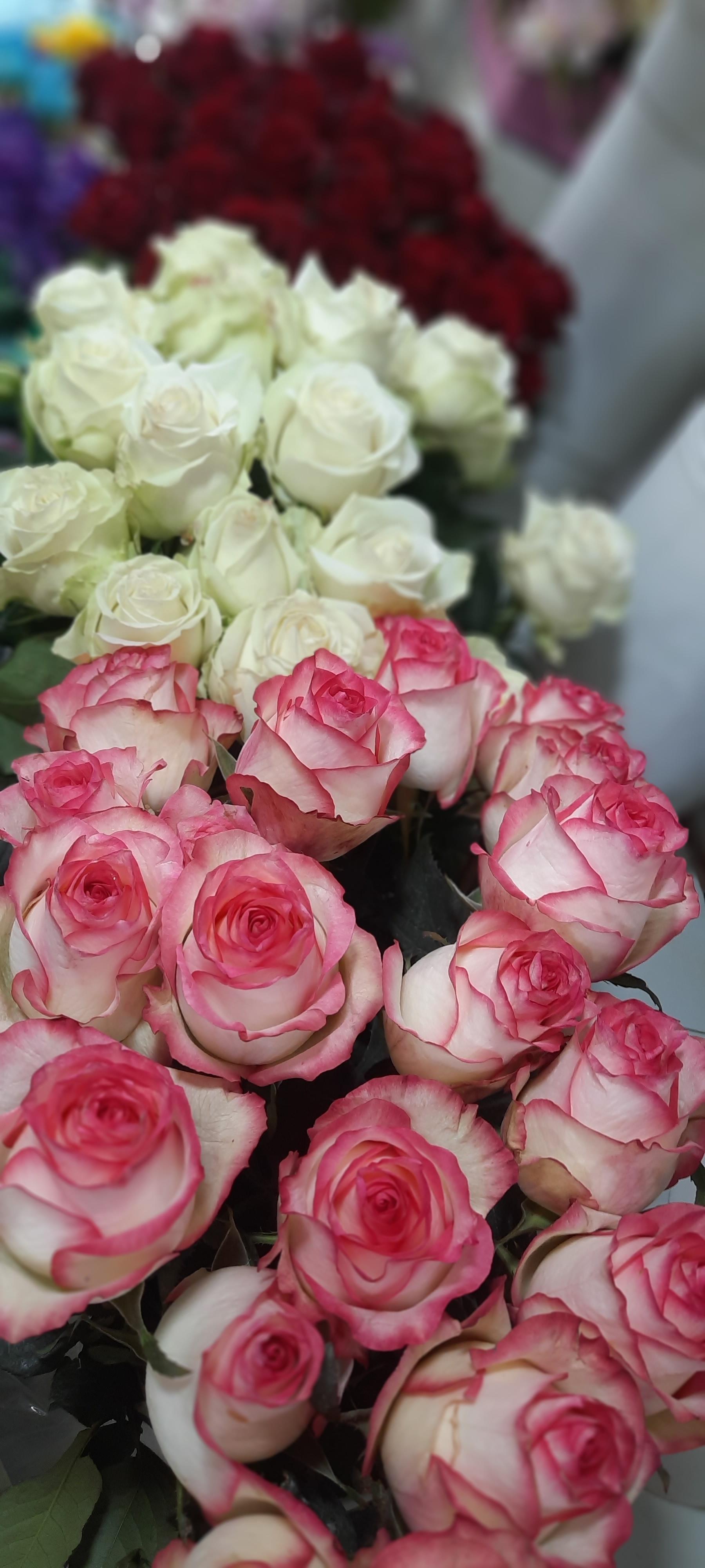 عکس گل رزلین