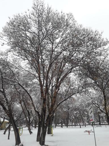 عکس پارک شهر قدیم