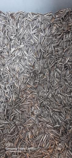 عکس آجیلی تخمه داغ گونشلی