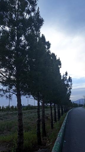 عکس بینالود