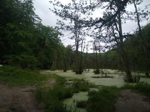 عکس مرداب دریوک