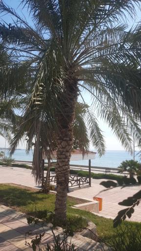 عکس بندر سیراف