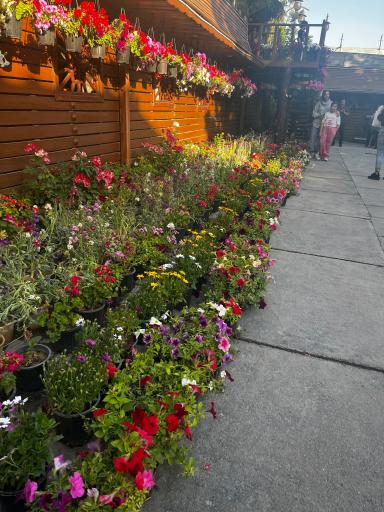 عکس مجموعه رستورانی خوشا شیراز