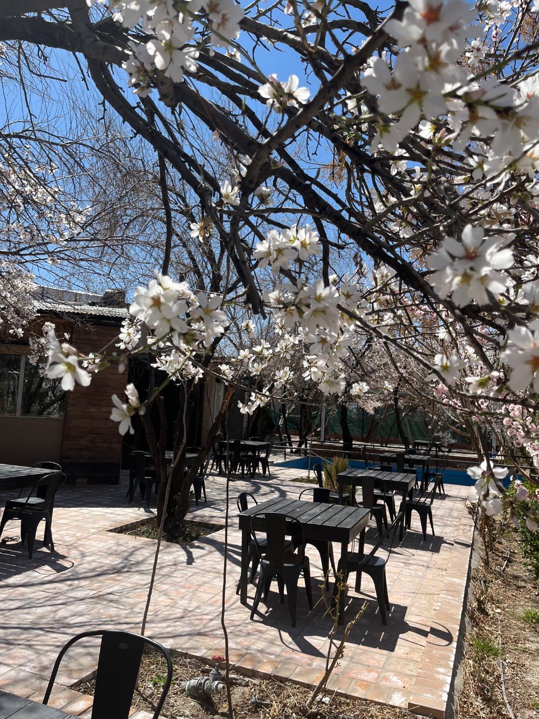 عکس باغ رستوران هاوین