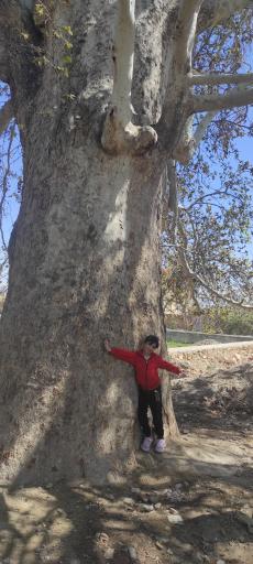 عکس درختان چنار 1400 ساله