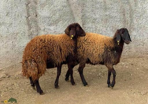 عکس دامداری سید