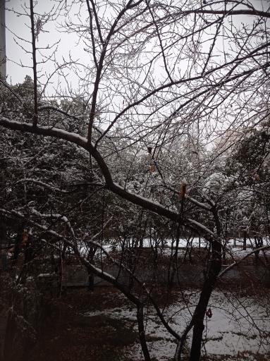 عکس دانشکده فنی دخترانه ولیعصر