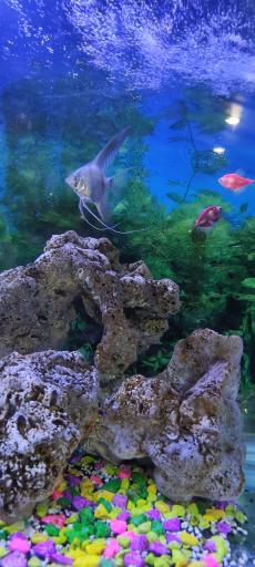 عکس هتل مدرس