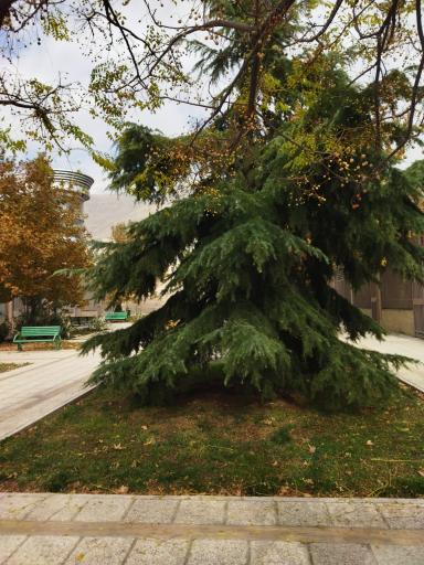 عکس بوستان پونه