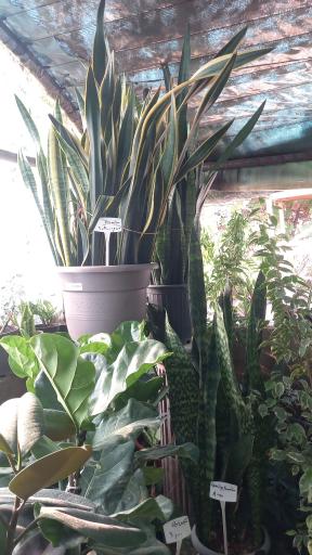 عکس نهالستان رایان