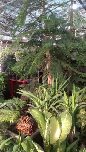 عکس نهالستان رایان