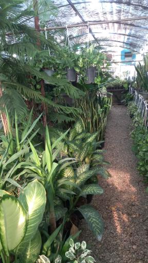 عکس نهالستان رایان