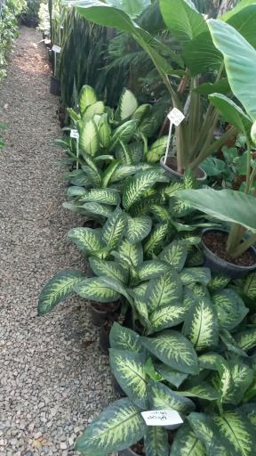 عکس نهالستان رایان