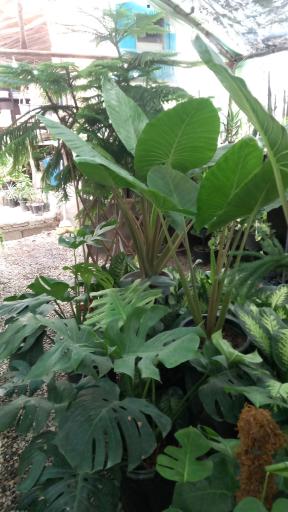 عکس نهالستان رایان