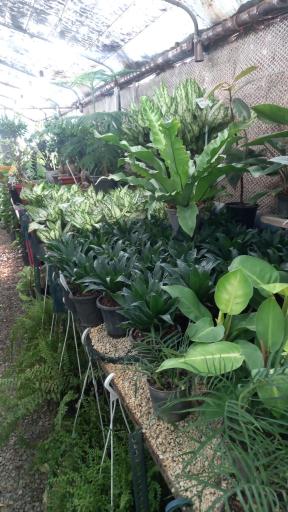 عکس نهالستان رایان