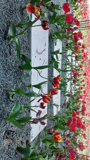 عکس مزار شهدای گمنام گلستان شهدا اصفهان