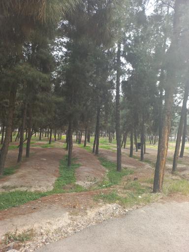 عکس پارک جنگلی زیباشهر