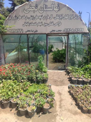 عکس گل و گیاه نجفی
