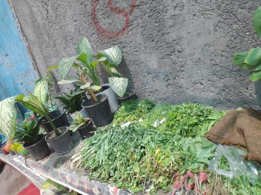 عکس گل و گیاه داداشیا