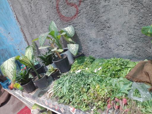 عکس گل و گیاه داداشیا