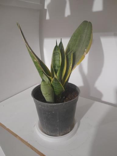 عکس گل و گیاه داداشیا