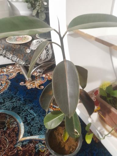 عکس گل و گیاه داداشیا