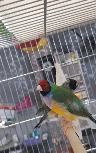 عکس پرنده فروشی و پت شاپ