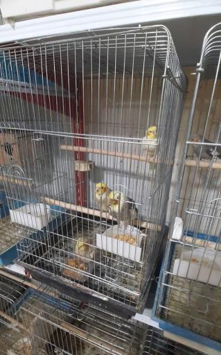 عکس پرنده فروشی و پت شاپ