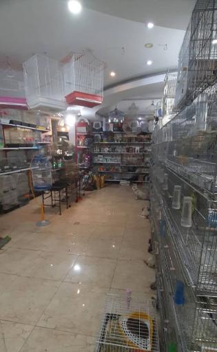 عکس پرنده فروشی و پت شاپ