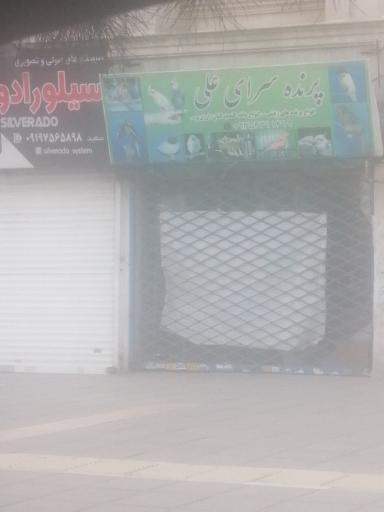 عکس پرنده سرای علی