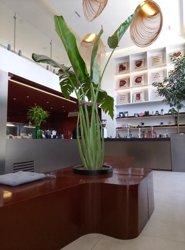 عکس کافه لوسیدا