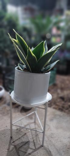 عکس گلدشت عطاالهی